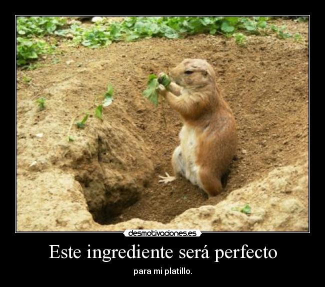 Este ingrediente será perfecto - para mi platillo.