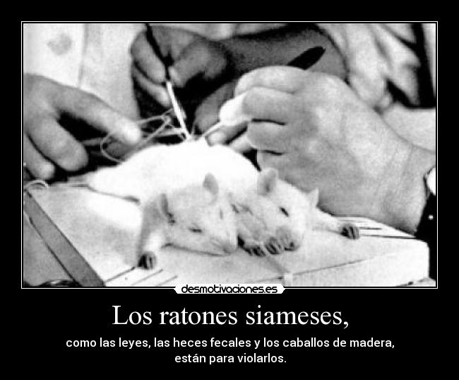 Los ratones siameses, - como las leyes, las heces fecales y los caballos de madera,
están para violarlos.