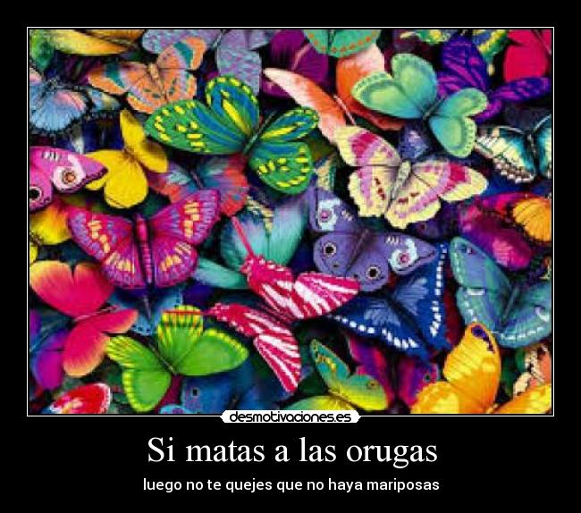 Si matas a las orugas -