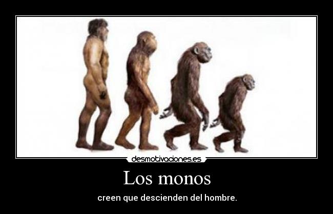 Los monos - 