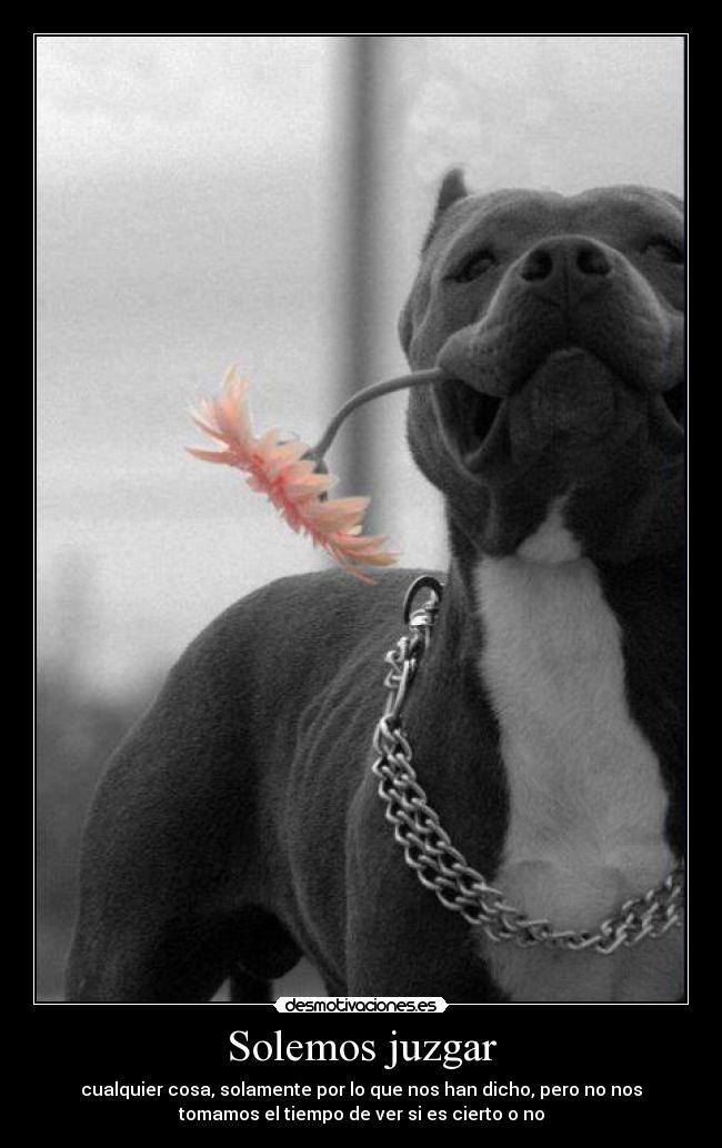 Solemos juzgar - cualquier cosa, solamente por lo que nos han dicho, pero no nos
tomamos el tiempo de ver si es cierto o no