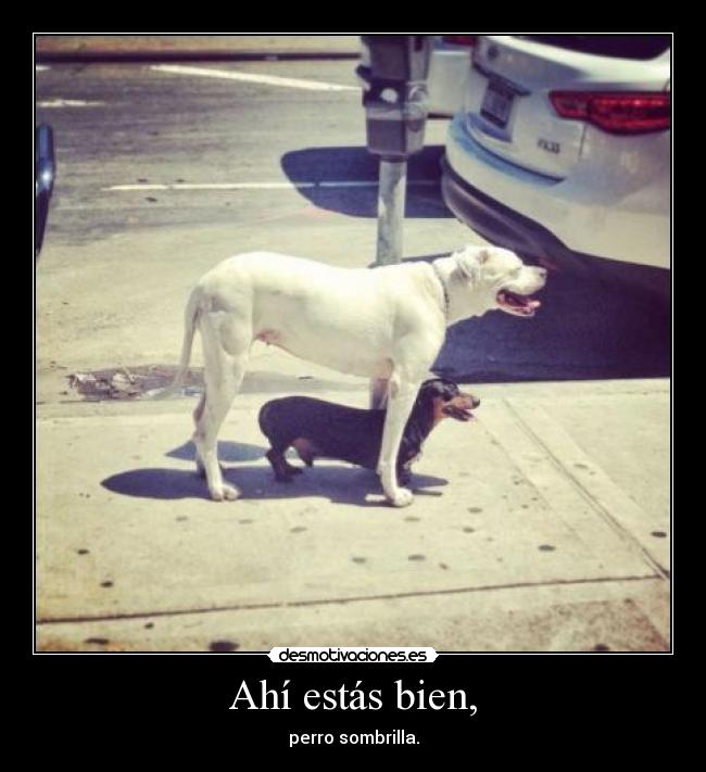 carteles d17pac pacoka desmotivaciones