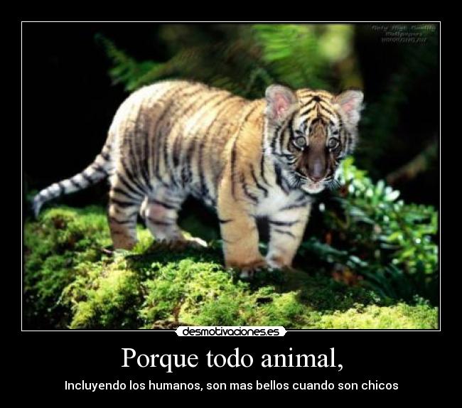 Porque todo animal, -