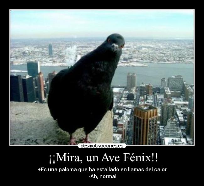 ¡¡Mira, un Ave Fénix!! - +Es una paloma que ha estallado en llamas del calor
-Ah, normal