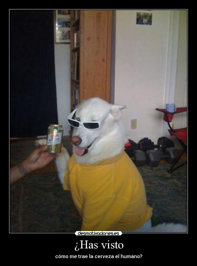 ¿Has visto - cómo me trae la cerveza el humano?