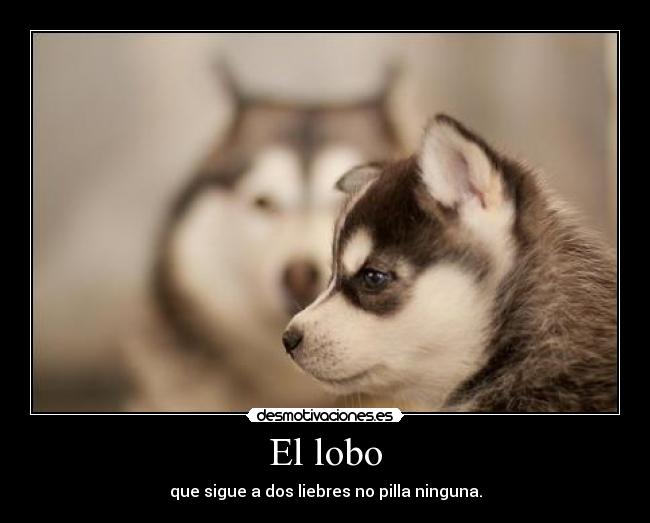 El lobo - 