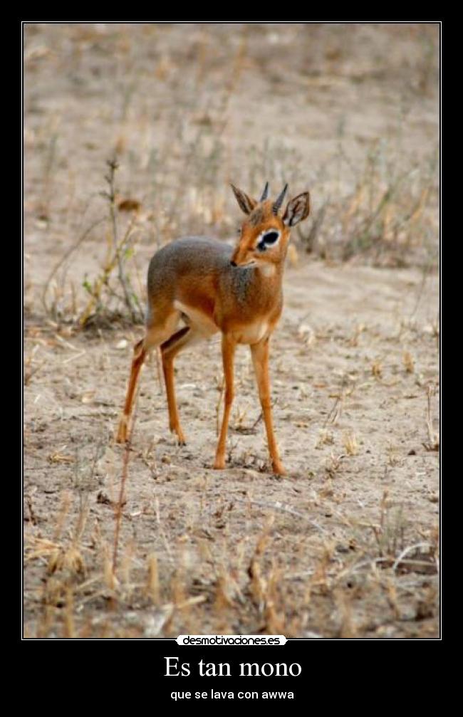Es tan mono - que se lava con awwa