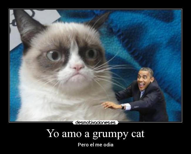 Yo amo a grumpy cat - Pero el me odia