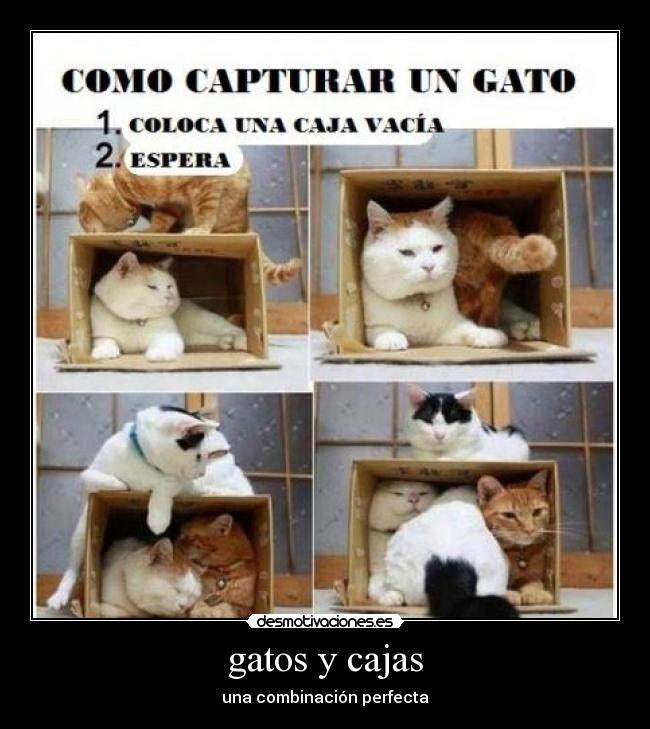 gatos y cajas - una combinación perfecta
