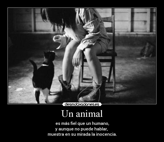 Un animal - 