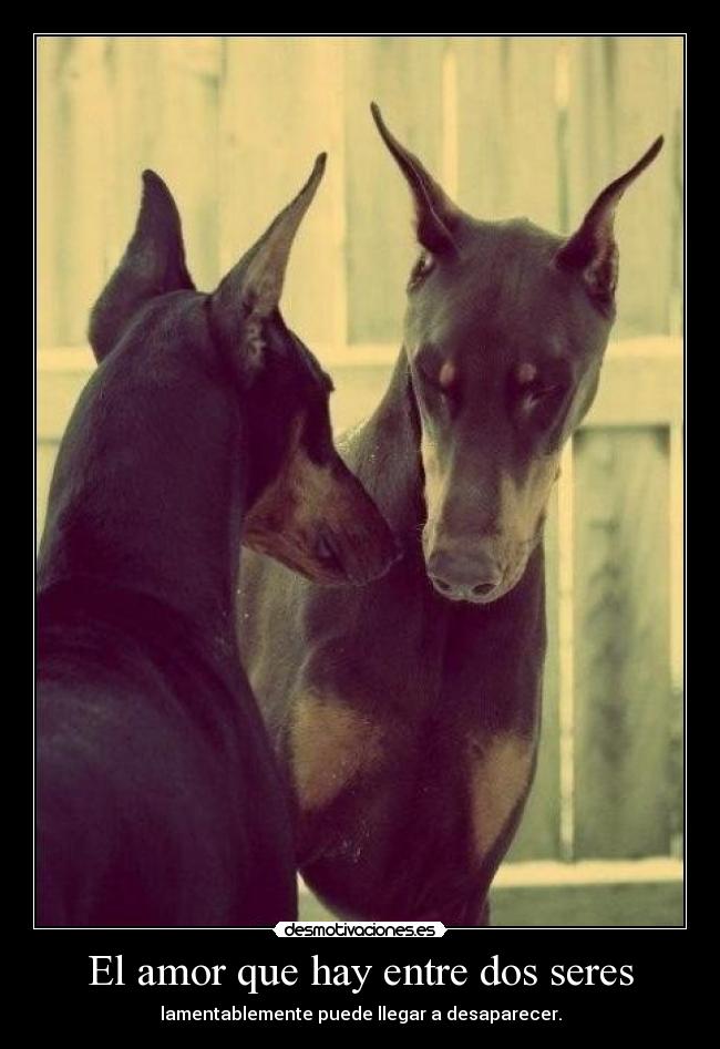 El amor que hay entre dos seres -