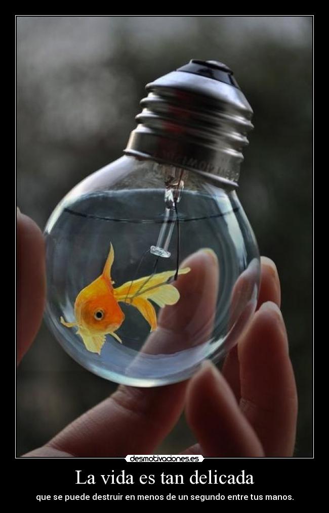 La vida es tan delicada -