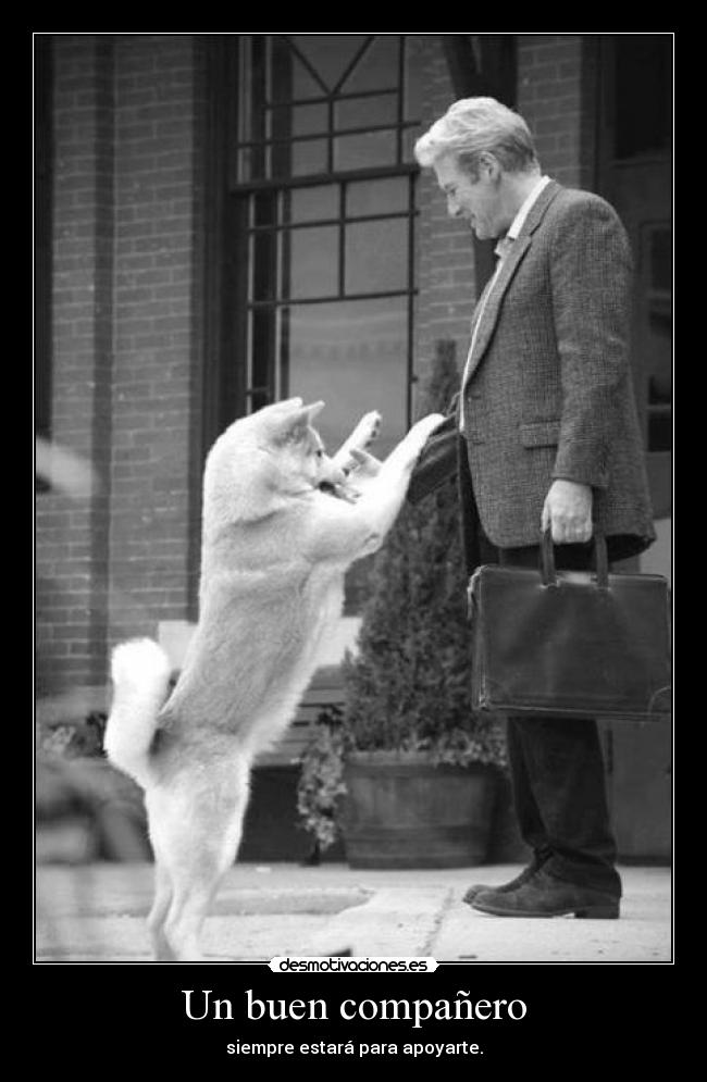 Un buen compañero - 