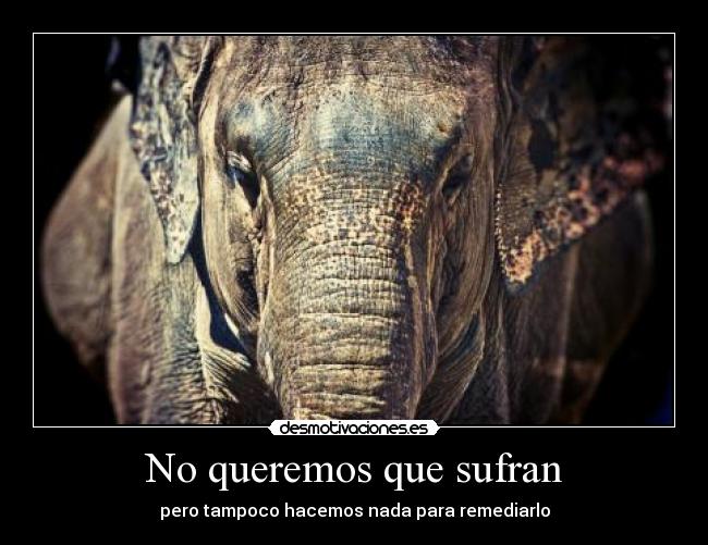 No queremos que sufran - 