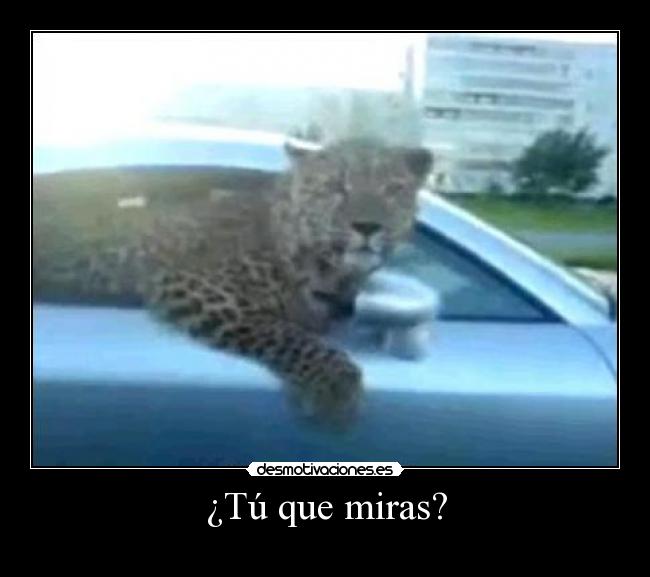 ¿Tú que miras? - 
