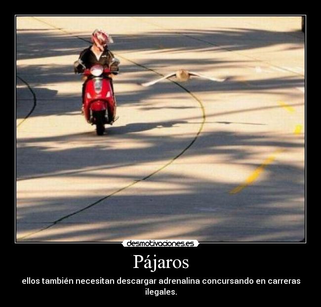 carteles lamask8 irca hostia diria que motociclista txori jajajaja anapuntobgutierrez98 desmotivaciones
