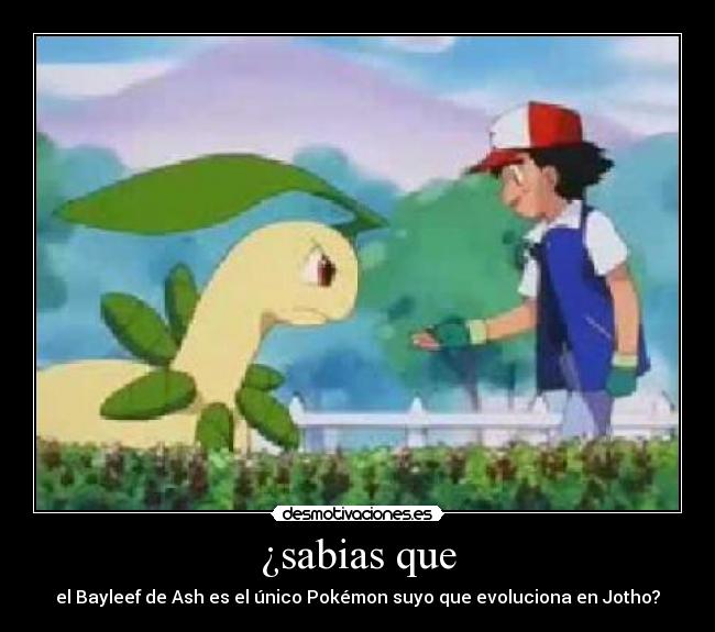 ¿sabias que - el Bayleef de Ash es el único Pokémon suyo que evoluciona en Jotho?