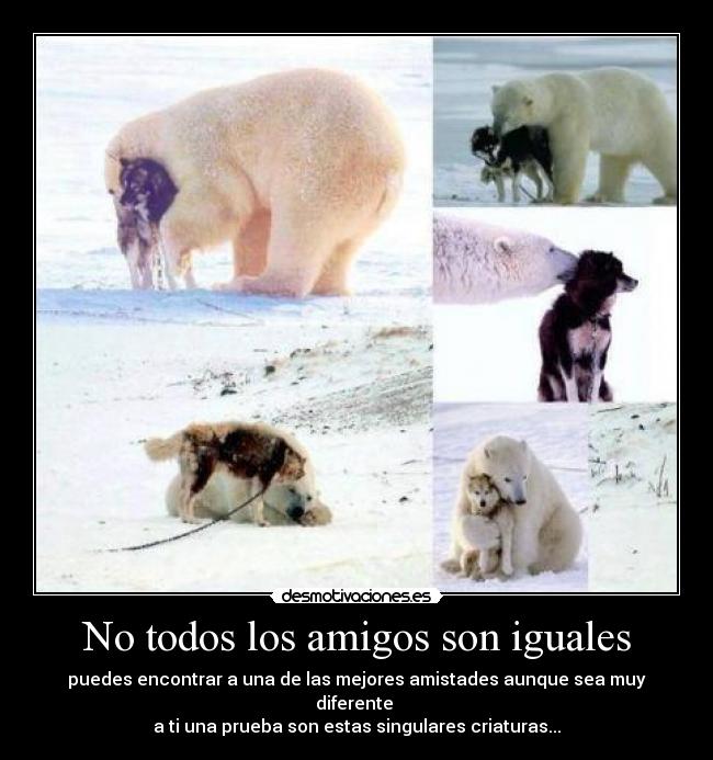 No todos los amigos son iguales - puedes encontrar a una de las mejores amistades aunque sea muy diferente
a ti una prueba son estas singulares criaturas...