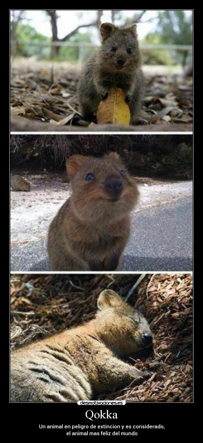 Qokka - Un animal en peligro de extincion y es considerado,
el animal mas feliz del mundo