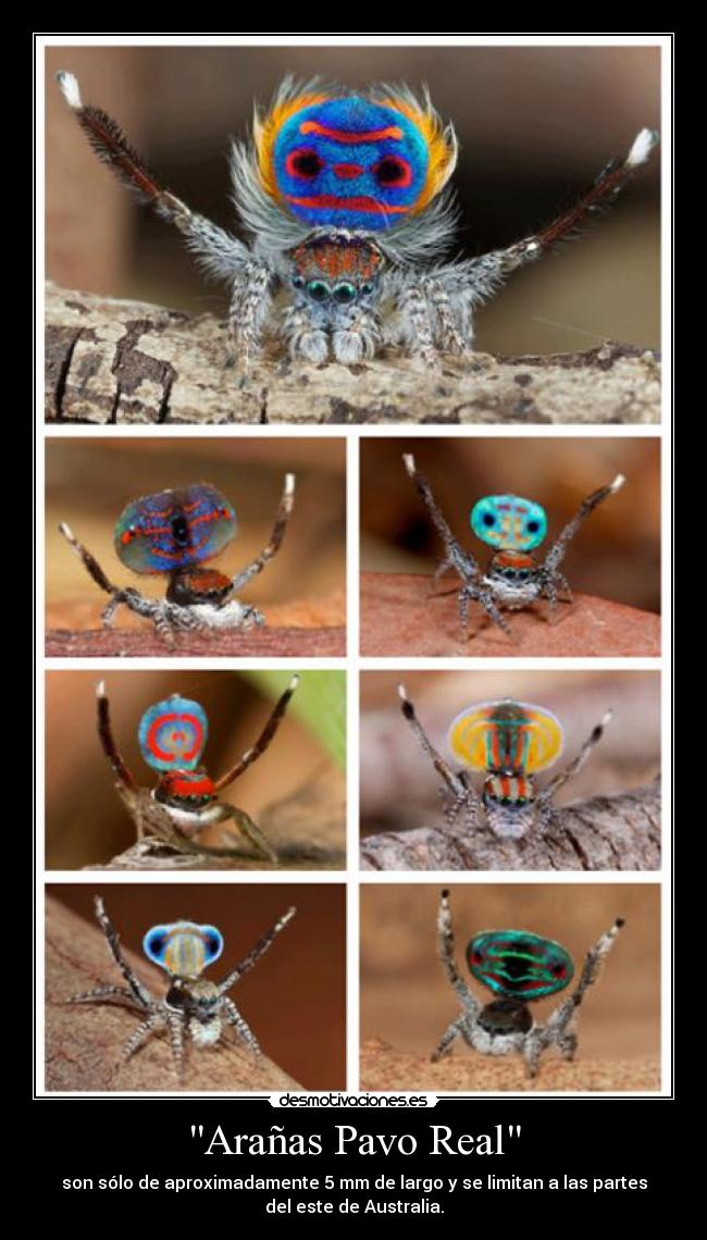 Arañas Pavo Real - son sólo de aproximadamente 5 mm de largo y se limitan a las partes
del este de Australia.
