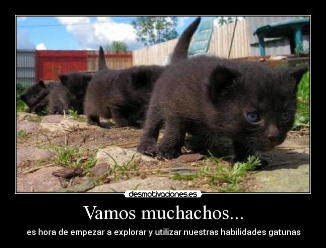 Vamos muchachos... - es hora de empezar a explorar y utilizar nuestras habilidades gatunas