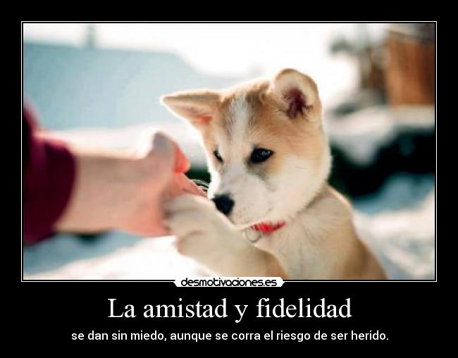La amistad y fidelidad - se dan sin miedo, aunque se corra el riesgo de ser herido.