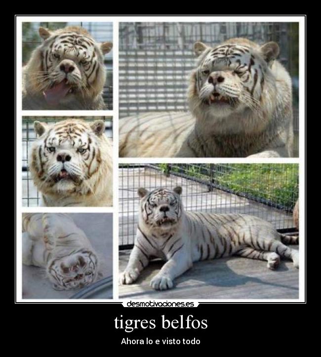 tigres belfos -