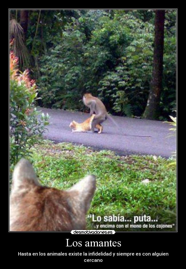 Los amantes - Hasta en los animales existe la infidelidad y siempre es con alguien cercano