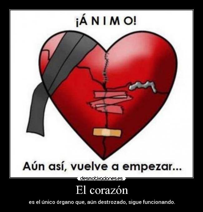 El corazón - es el único órgano que, aún destrozado, sigue funcionando.