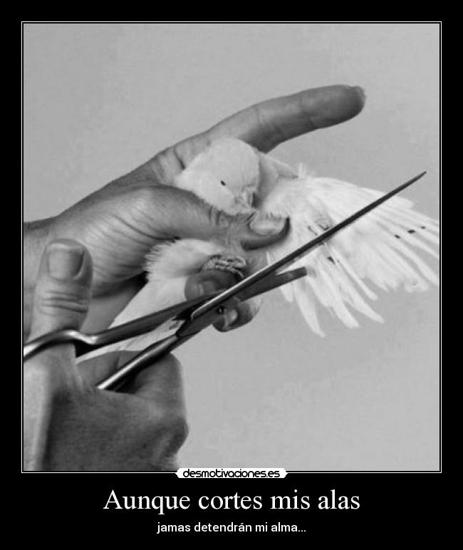 carteles pueden cortar tus alas pero jamas aprisionar alma desmotivaciones
