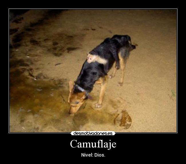 Camuflaje - 