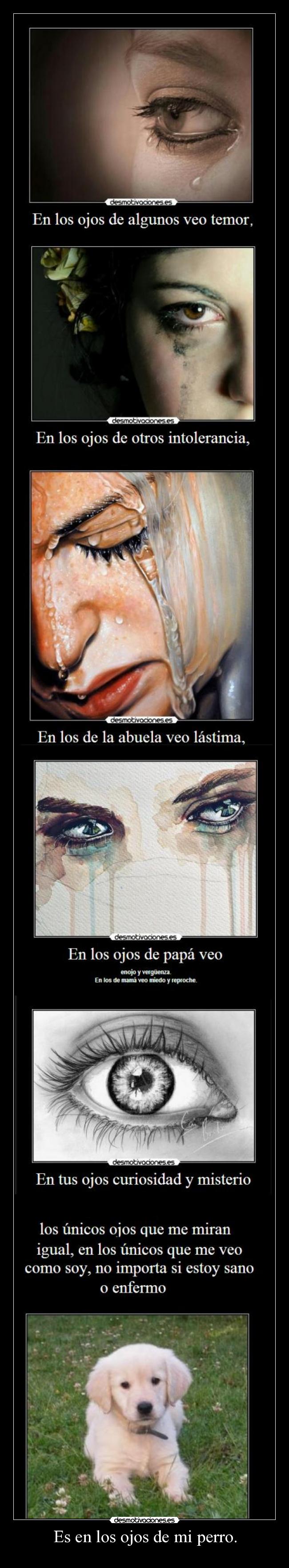 Es en los ojos de mi perro. -