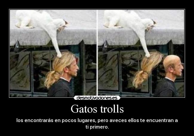 Gatos trolls - los encontrarás en pocos lugares, pero aveces ellos te encuentran a ti primero.