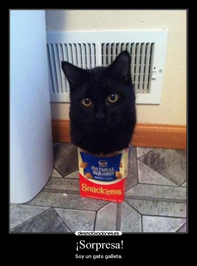 ¡Sorpresa! - Soy un gato galleta.