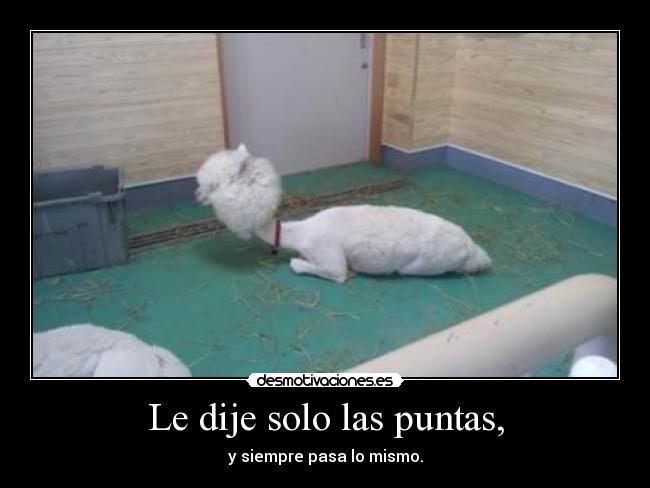 Le dije solo las puntas, - 