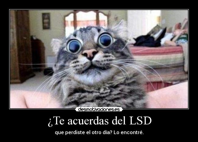 ¿Te acuerdas del LSD - que perdiste el otro día? Lo encontré.