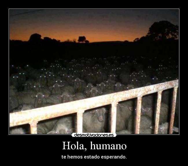 Hola, humano -