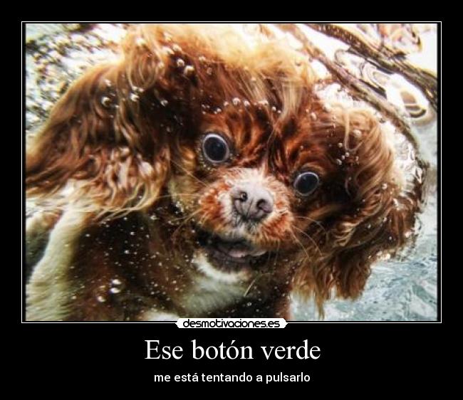 carteles underwater dogs esta campana fotografia encanta adrimolaxd molaxd setaseverywhere desmotivaciones