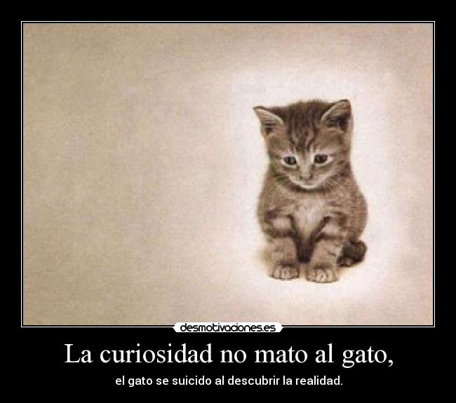 La curiosidad no mato al gato, -