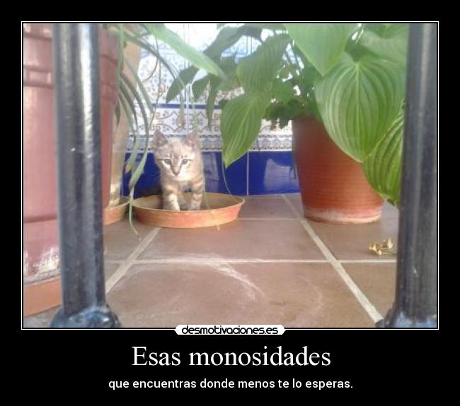 Esas monosidades - que encuentras donde menos te lo esperas.