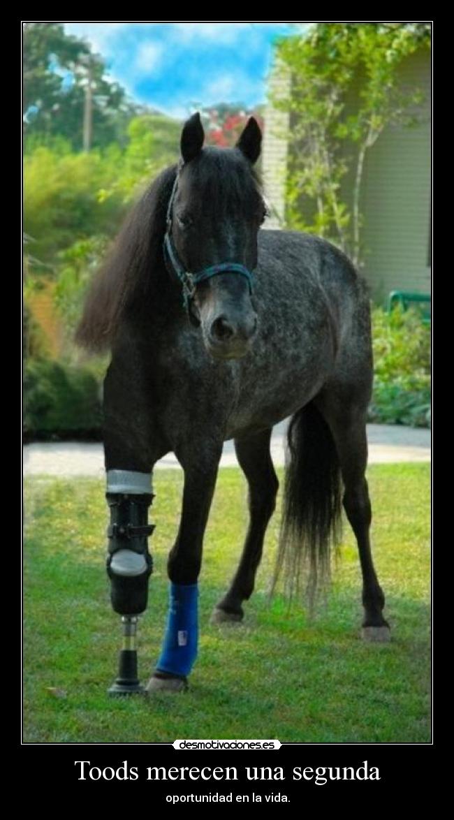 Toods merecen una segunda -