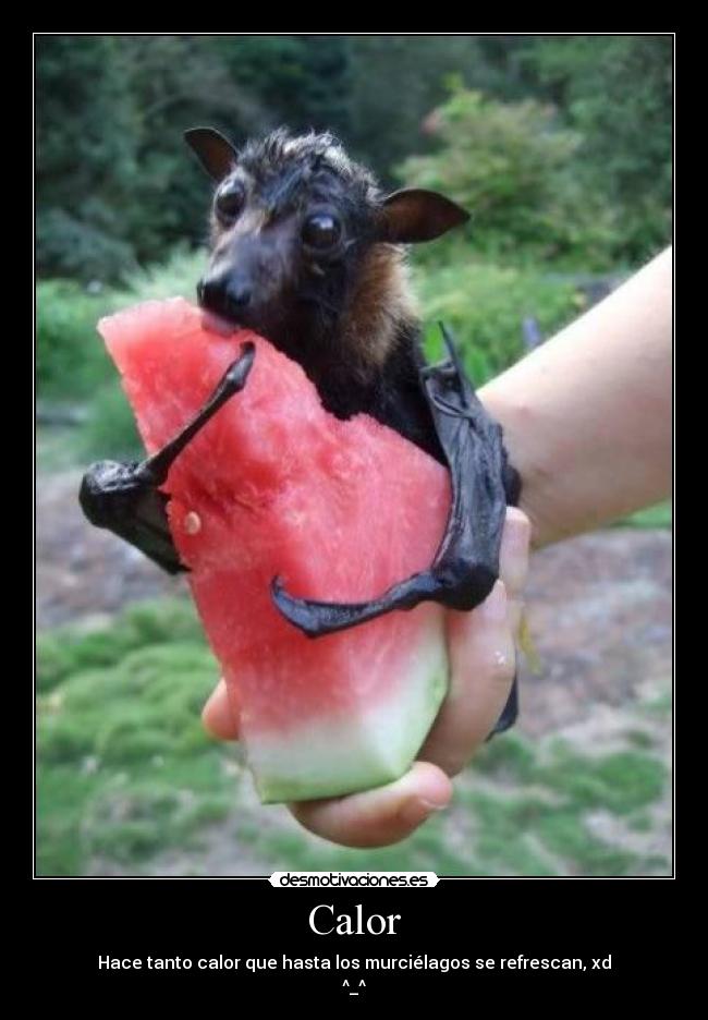 Calor - Hace tanto calor que hasta los murciélagos se refrescan, xd
^_^