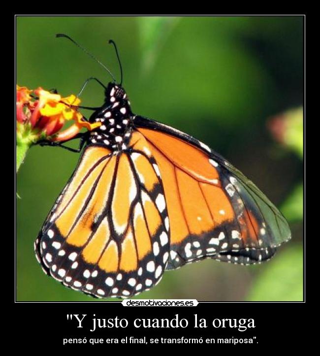 Y justo cuando la oruga - pensó que era el final, se transformó en mariposa.