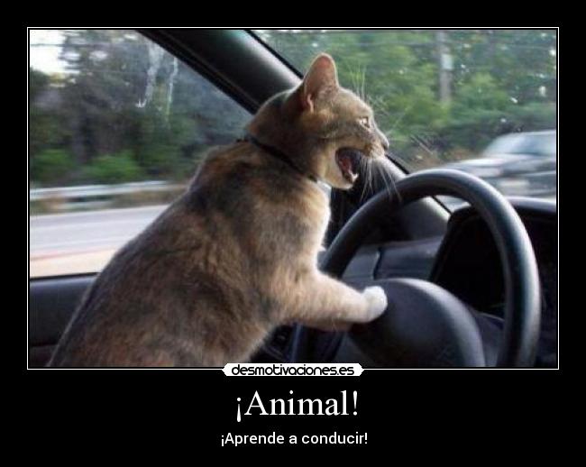 ¡Animal! -