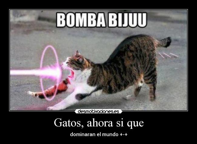 Gatos, ahora si que - dominaran el mundo +-+