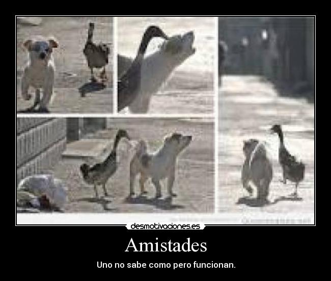 Amistades -