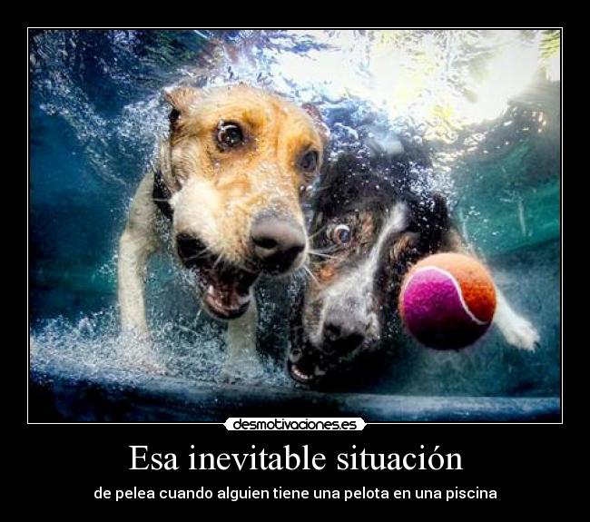 carteles underwater dogs esta campana fotografias encanta adrimolaxd molaxd setaseverywhere desmotivaciones