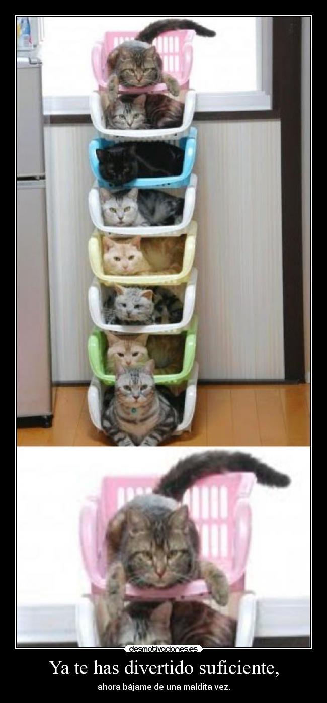 carteles psilocibina caturday justiceleague desmotivaciones