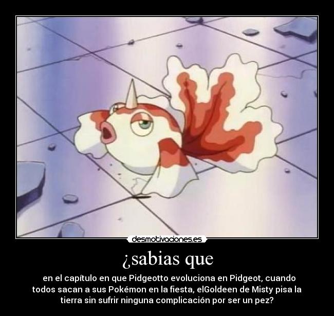 ¿sabias que - en el capítulo en que Pidgeotto evoluciona en Pidgeot, cuando
todos sacan a sus Pokémon en la fiesta, elGoldeen de Misty pisa la
tierra sin sufrir ninguna complicación por ser un pez?
