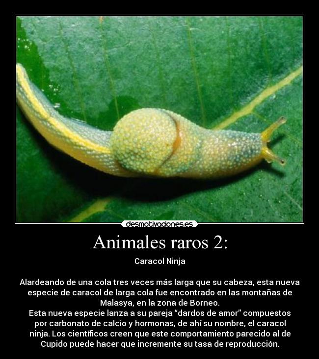 Animales raros 2: -